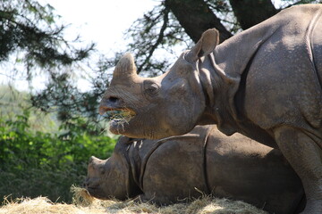 Naklejka premium Eating Rhino