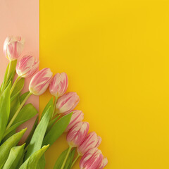 fresh easter pink jungle gardening tulips flat lay on the desk against yellow background with copyspace. spring minimalism
