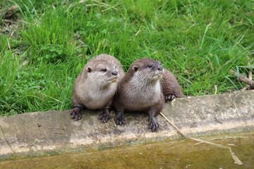 Otters 