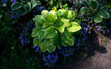 The host flower with white-green leaves grows in a flowerbed in a country garden, framed by lilac flowers