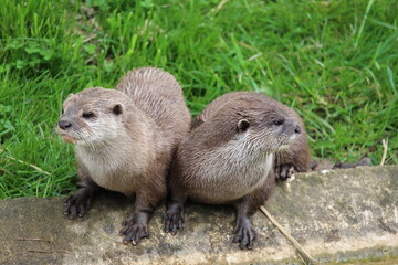 Otters 