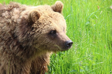 Obraz na płótnie Canvas Brown Bear