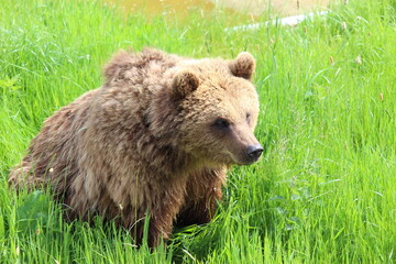 Obraz premium Brown Bear