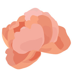 Peony flower in pastel colors. Vector. Isolated on white with edit