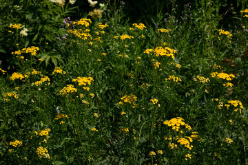 Common tansy Tanacetum vulgare. Medicinal plant. Yellow wildflowers