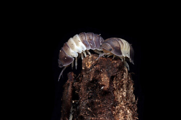 Cubaris panda king isopod closeup on wood, Cubaris panda isopod closeup, Isopod closeup
