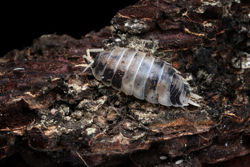 Dairy cow isopods camouflage on wood, dairy cow isopods, Closeup isopod