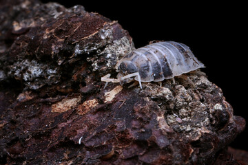 Dairy cow isopods camouflage on wood, dairy cow isopods, Closeup isopod