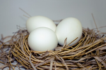 Easter eggs in the nest