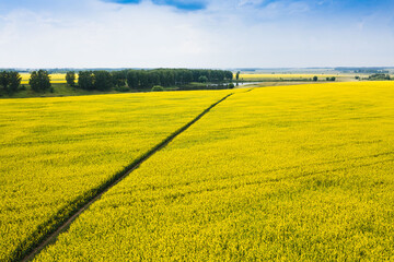 Road in the yellow blooming field in the countryside. Blooming rapeseed. - 486916963