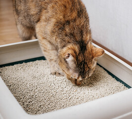 Close-up of a domestic cat sniffing a bulk litter. - 486916997