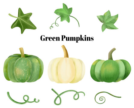 Green Pumpkins vines and leaves watercolor collection