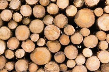 A stack of freshly cut wooden timber logs in various sizes