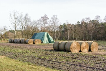 Rows of round bales of cattle feed hay packed in a plastic mesh standing in a field 