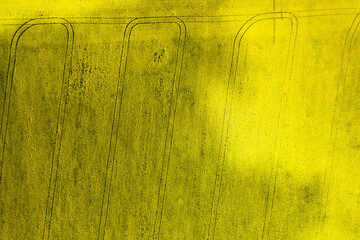 Tractor tracks in the yellow blooming field in the countryside. Blooming rapeseed. - 486917132