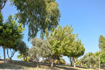 Obraz premium Trees grow along a road in Turkey on a hot sunny day.