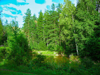 Fototapeta premium Small beautiful forest with lake and blue sky.