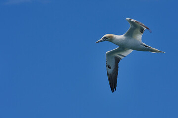 Majestueux