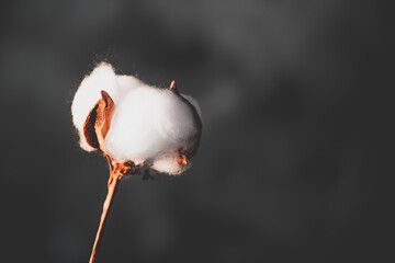 Cotton flowers on black background