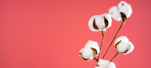 Cotton flowers on pink background