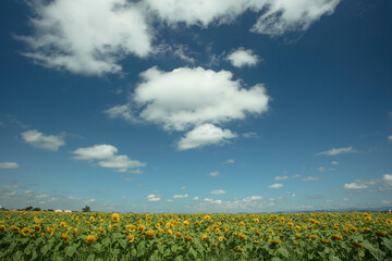 campo céu azul amarelo girassol girassóis lavoura agronomia flor primavera