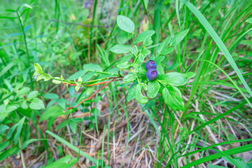 Wild ripe bilberry or Vaccinium myrtillus on a green shrub in forest. Nature summer background