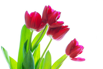 spring colorful flowers tulips. floral collection.