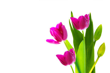 spring colorful flowers tulips. floral collection.