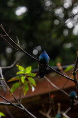 Hummingbird