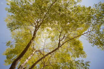 Arvore Verde Natureza Bio céu 