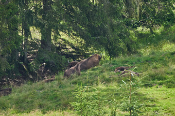 Naklejka na ściany i meble european bison, Wisent, Bos bonasus, grazing on meadow