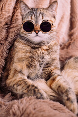 A domestic ginger cat in sunglasses is resting on a sofa in a soft blanket.
