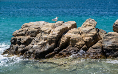 Fototapeta na wymiar Sea gull rest on a rock near the coast, wavy sea background. Aegean sea, Greek island