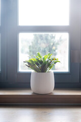 Flower pot on a wooden window sill, blur glass pane background, vertical