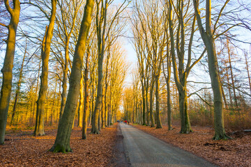 Trees in a colorful forest in bright sunlight in winter, Lage Vuursche, Utrecht, The Netherlands, February, 2021