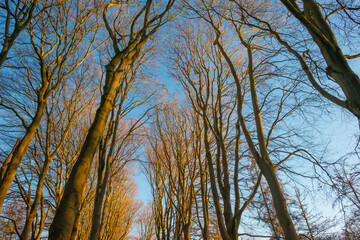 Trees in a colorful forest in bright sunlight in winter, Lage Vuursche, Utrecht, The Netherlands, February, 2021