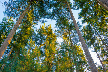Trees in a colorful forest in bright sunlight in winter, Lage Vuursche, Utrecht, The Netherlands, February, 2021