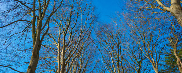 Trees in a colorful forest in bright sunlight in winter, Lage Vuursche, Utrecht, The Netherlands, February, 2021