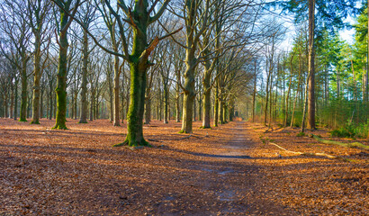 Trees in a colorful forest in bright sunlight in winter, Lage Vuursche, Utrecht, The Netherlands, February, 2021