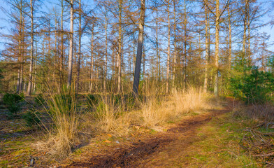 Trees in a colorful forest in bright sunlight in winter, Lage Vuursche, Utrecht, The Netherlands, February, 2021
