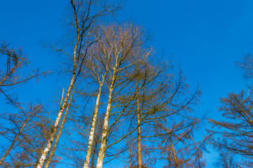Trees in a colorful forest in bright sunlight in winter, Lage Vuursche, Utrecht, The Netherlands, February, 2021