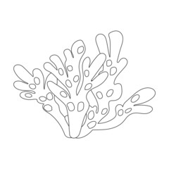 Fototapeta premium Seaweed vector icon.Outline vector icon isolated on white background seaweed.