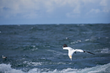 Plongeon