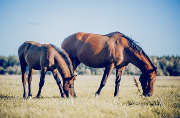 Fototapeta na wymiar Mare and foal walking in the field. Horses grazing in the field. Rural landscape.