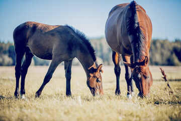 Mare and foal walking in the field. Horses grazing in the field. Rural landscape.