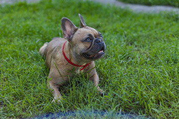Fototapeta premium Cute French bulldog girl resting in grass. Summer in countryside