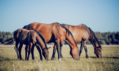 Horses grazing in the field. Rural landscape.