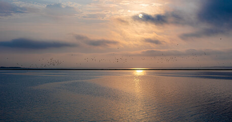 Sonnenaufgang mit Vogelschwarm