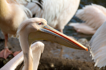 Portrait von einem rosa Pelikan