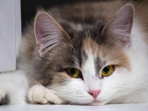 Small Siberian kitty lying on a windowsill